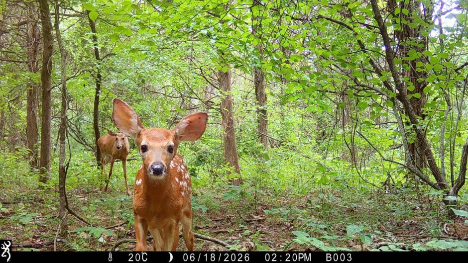 trail camera photo of a fawn and mother