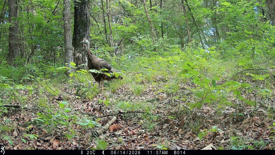 trail camera picture of a turkey and poult