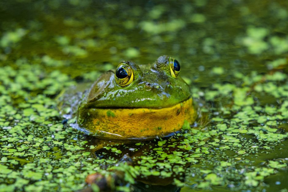 A large bullfrog shown closeup showing his head peeking out of a swamp.