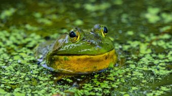 A large bullfrog shown closeup showing his head peeking out of a swamp.