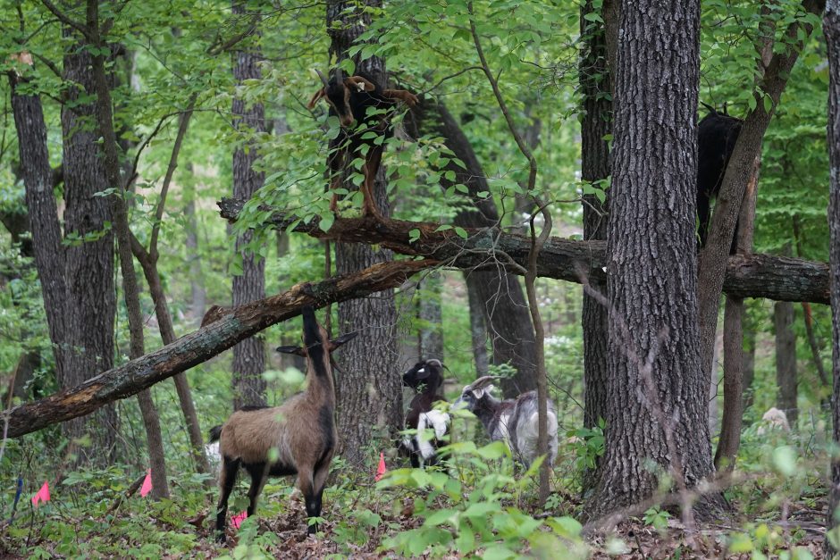 Goats in a forest