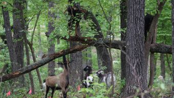 Goats in a forest