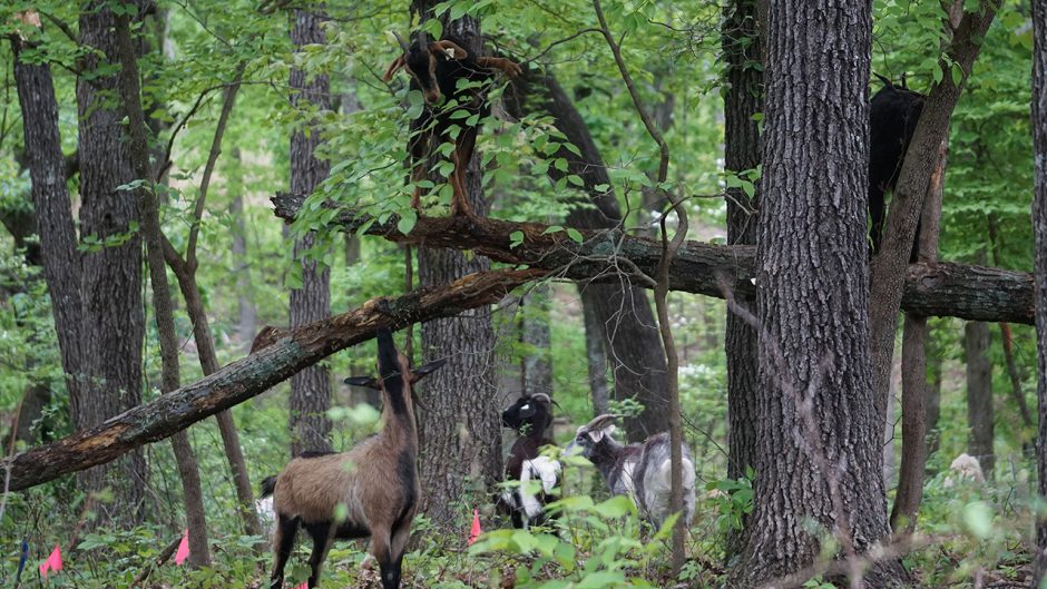 Goats in a forest