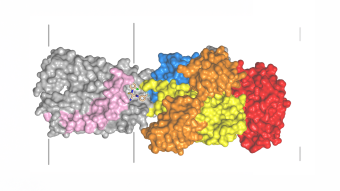 A computer-generated visualization shows a compound, MKV3, connected to a protein in the human body that transports copper.