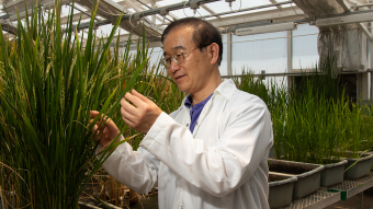 A researcher looking at rice plants.
