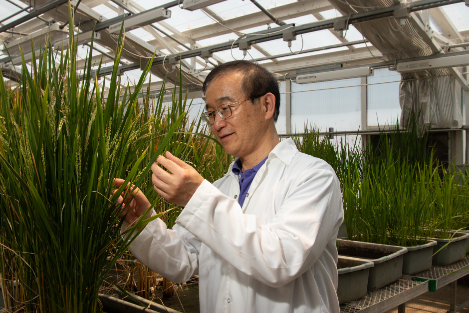 Bing Yang looking at rice plants.