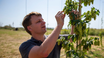 Joe Lynch examines hop plants at South Farm