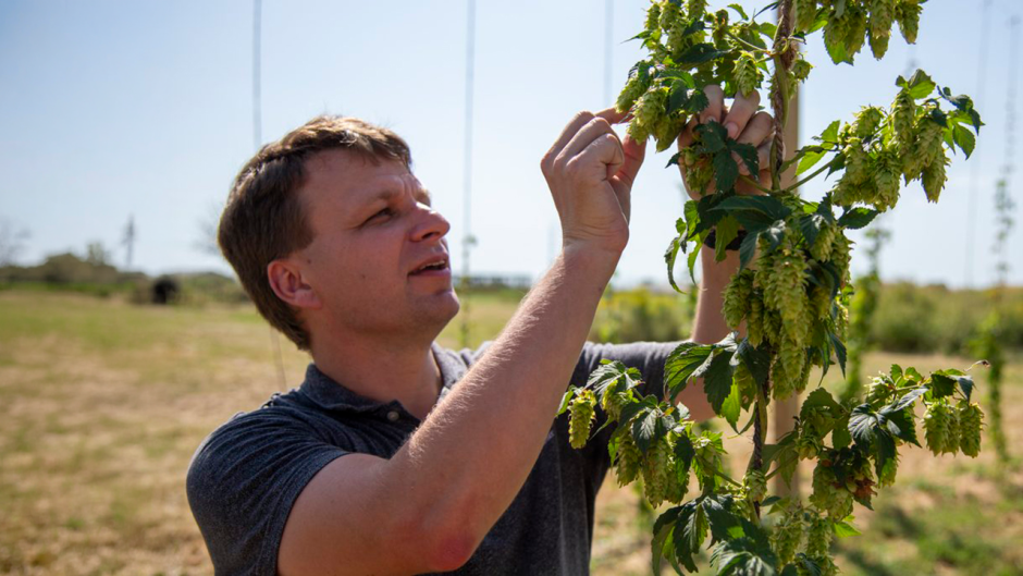 Joe Lynch examines hop plants at South Farm